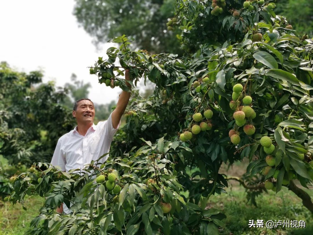 又是一年荔枝红|合江龙潭荔枝与你不见不散(图4) 又是一年荔枝红|合江龙潭荔枝与你不见不散
