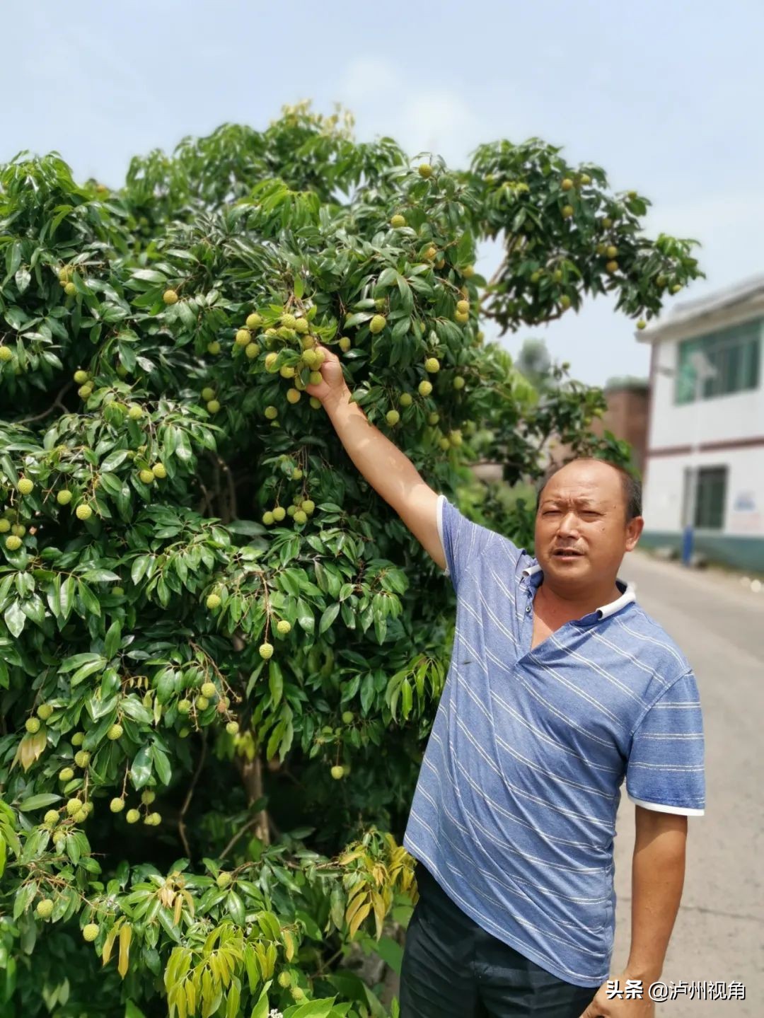 又是一年荔枝红|合江龙潭荔枝与你不见不散(图5) 又是一年荔枝红|合江龙潭荔枝与你不见不散